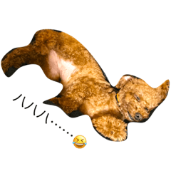 mypetsisTINNY