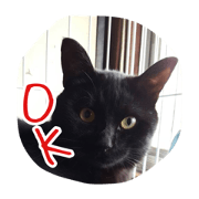 Black cat&Brown tabbies 2 Black cat&Brown tabbies 2