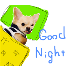 chihuas