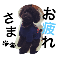 Pet dog stamp.1