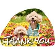 TIGER & PAULA TIGER & PAULA