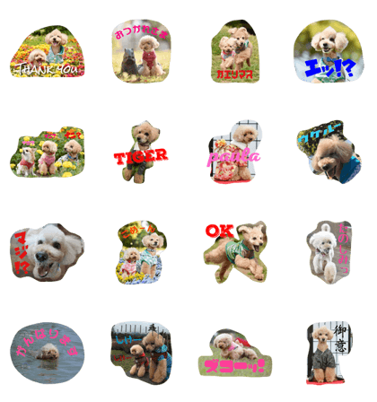 TIGER & PAULA TIGER & PAULA