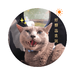 KK貓成長日記