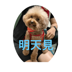 貴賓樂樂