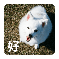 公主可愛爆擊！