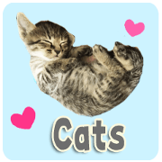 cat's everyday use sticker