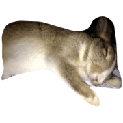 Happy rabbit. His name is Coco. Enjoy^^