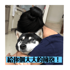 三角柴犬