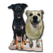 Rascal Dogs Chu&Mei Part1