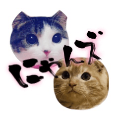 So very very cute cats Sticker