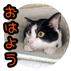 Hachiware Kitten Sticker 4th