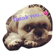 Shihtzu Hatch Shihtzu Hatch