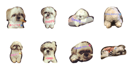 Shihtzu Hatch Shihtzu Hatch