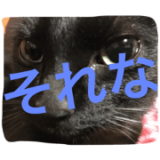 Blackcat is Ms.KUROKO Blackcat is Ms.KUROKO