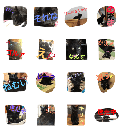 Blackcat is Ms.KUROKO Blackcat is Ms.KUROKO