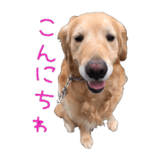 goldenretriever seven goldenretriever seven