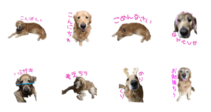 goldenretriever seven goldenretriever seven