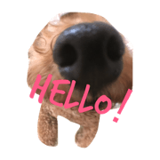 my dog she name is Maron. my dog she name is Maron.