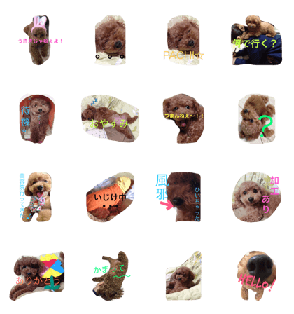 my dog she name is Maron. my dog she name is Maron.