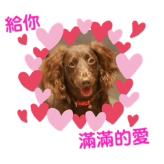 長毛臘腸-小蔓妮