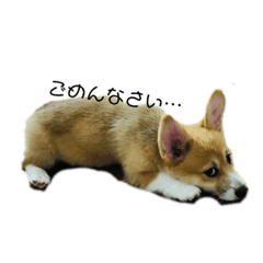 corgi_mugi