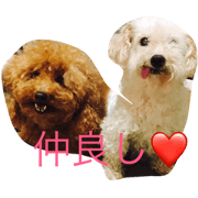 The pet which is daily life