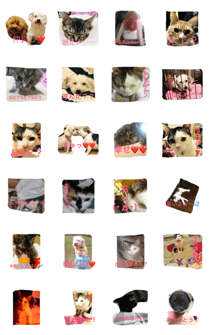 The pet which is daily life