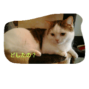 cat&me&etc cat&me&etc