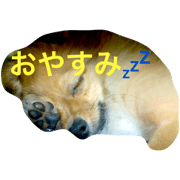 mix-dog Run mix-dog Run