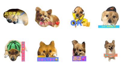 mix-dog Run mix-dog Run