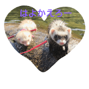 ferret&chiwawa