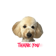 toypoo_7