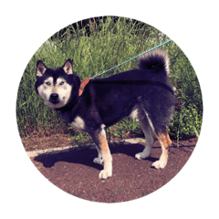 Shiba Inu Old