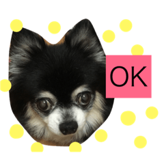 Chihuahua Nana.