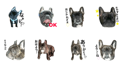 Qoo chan no1 Qoo chan no1