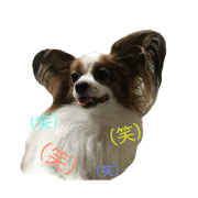 papillon stanp papillon stanp