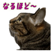 Cute Princess Cat -Japan