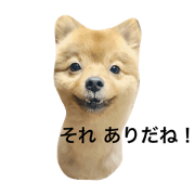 It is shizimi8 of tha Pomeranian2