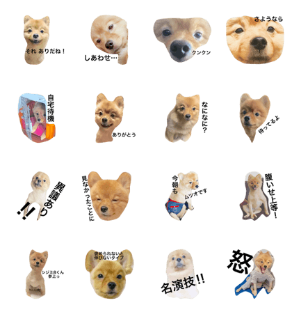 It is shizimi8 of tha Pomeranian2