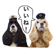 tonarimachino wankosan.