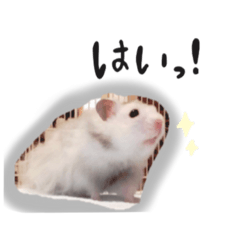 hamster,"Henchan"