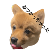 It is shizimi8 of tha Pomeranian3