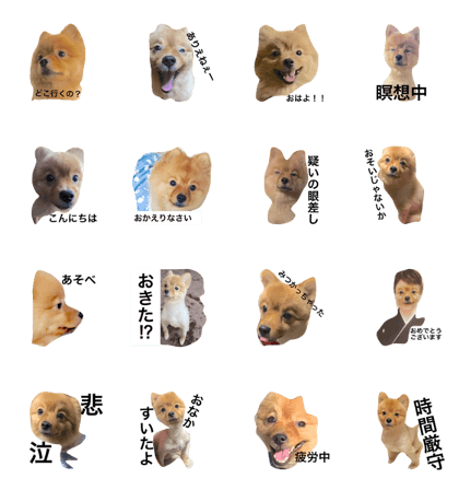 It is shizimi8 of tha Pomeranian3