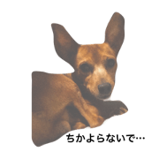 My friend's dogs + my dogs+