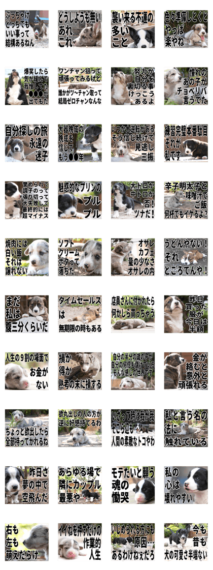 MIEDOG Welsh Corgi Cardigan sticker 33