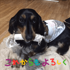 Dachshund Kotarou