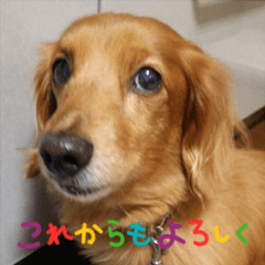 Dachshund Kotetu