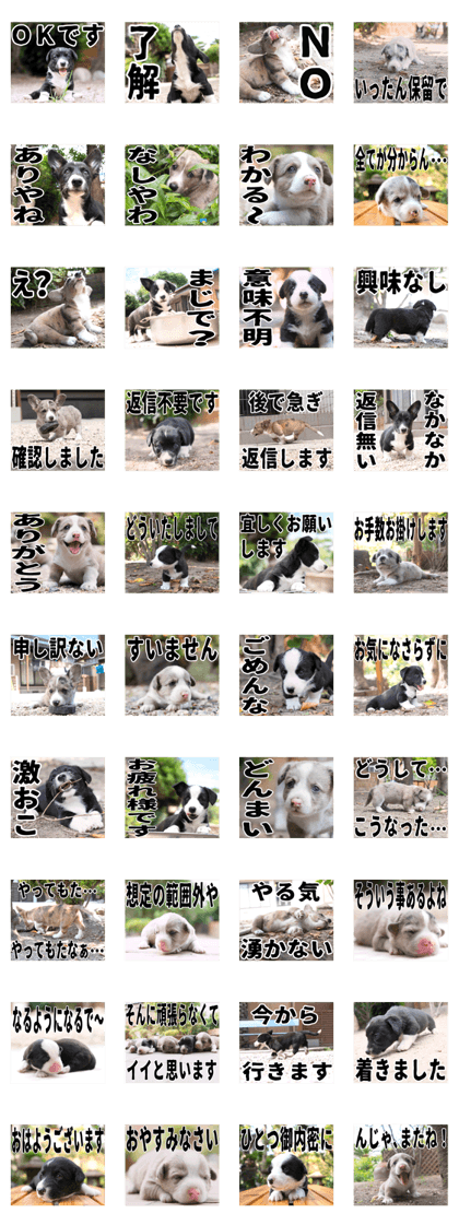 MIEDOG Welsh Corgi Cardigan sticker 35