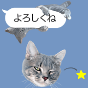 gray cat TOM(Nice Guy)