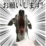 Italiangreyhound spica Italiangreyhound spica